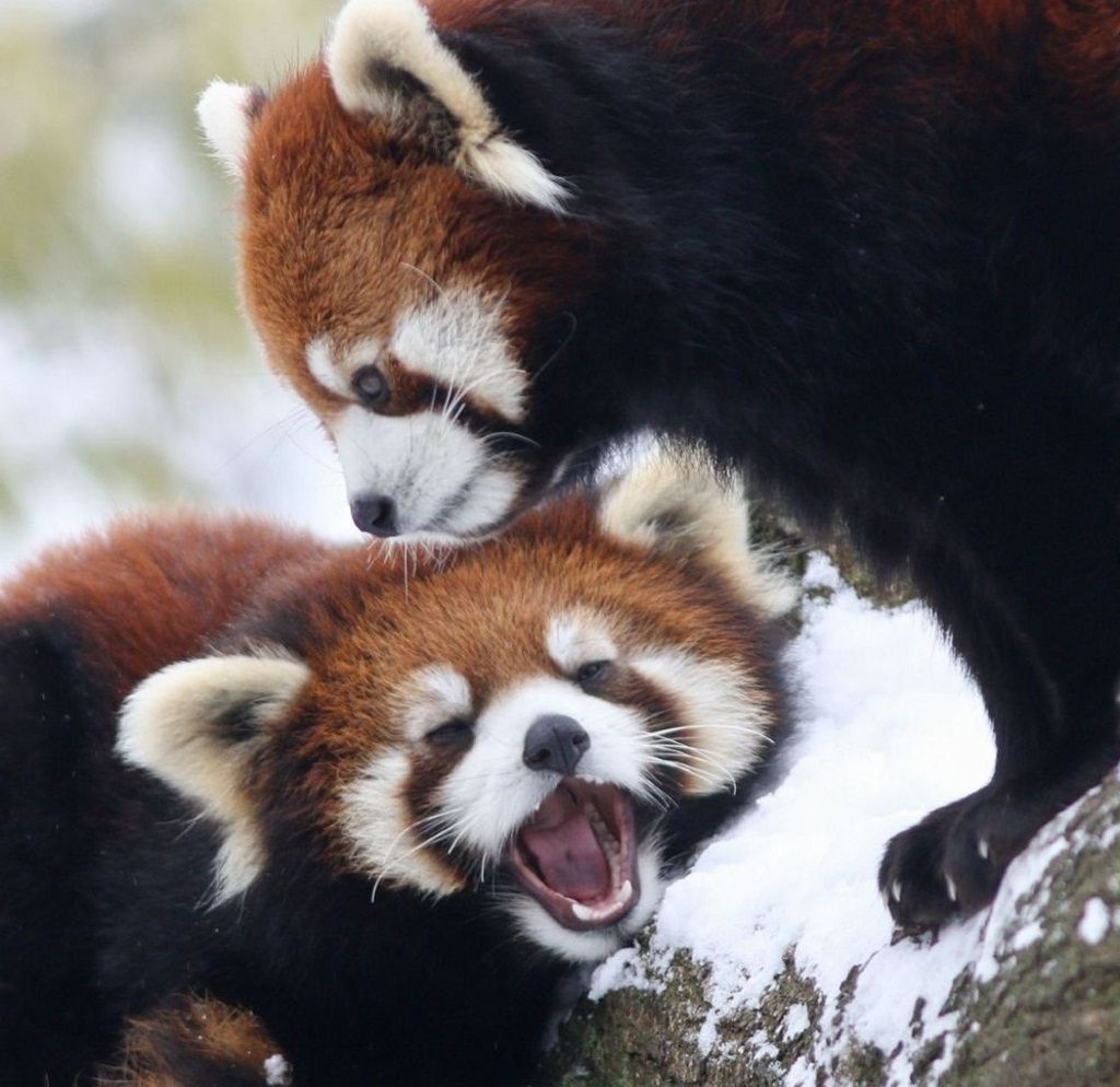 Большая и малая панды являются особыми животными и звуки, которые они издают, тоже непохожи на звуки других животных.