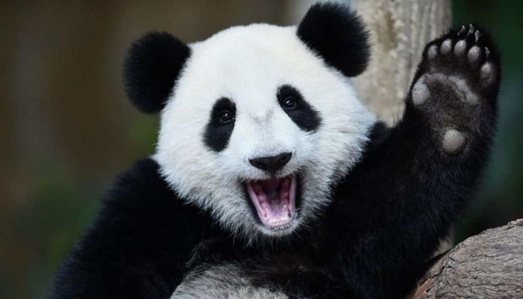 Когда большие панды приветствуют друг друга, они издают звуки похожие на козлиное блеяние.
