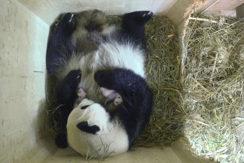 Малыши большой панды из Вены находятся под зорким наблюдением своей матери.