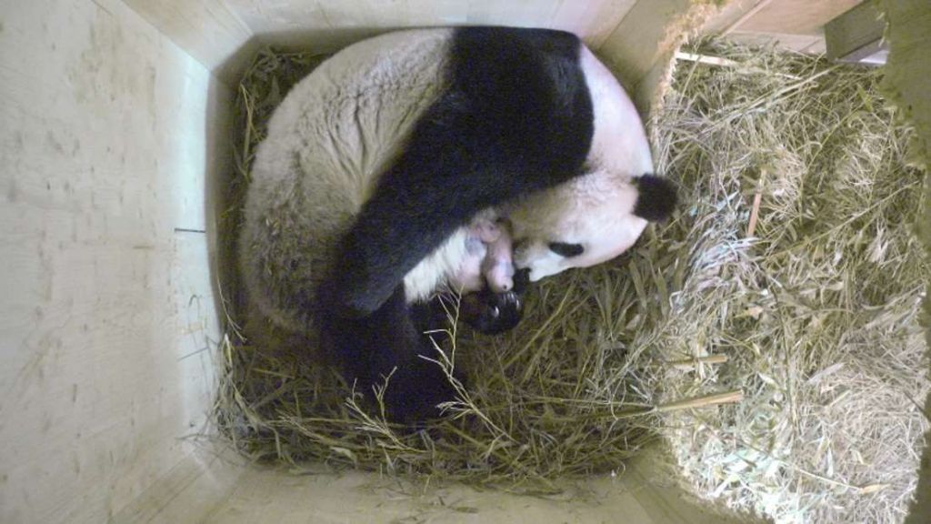 Окрас малышей-панд все больше меняется с розового на черно-белый.