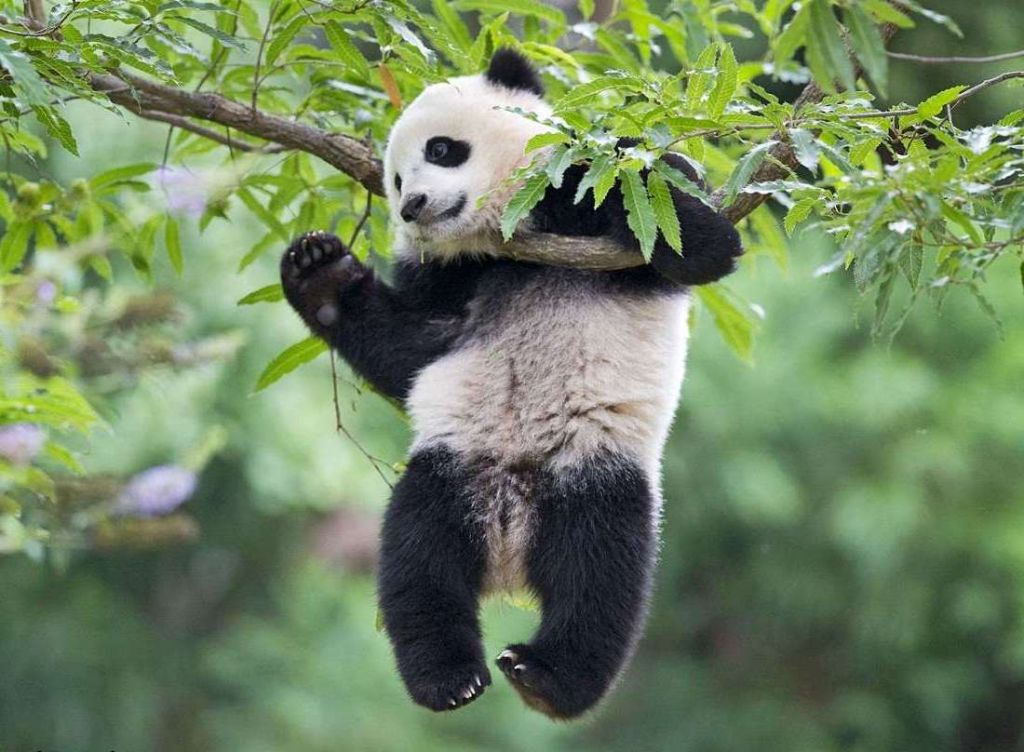 Порой любовь к бамбуку ставит панду в смешное положение.