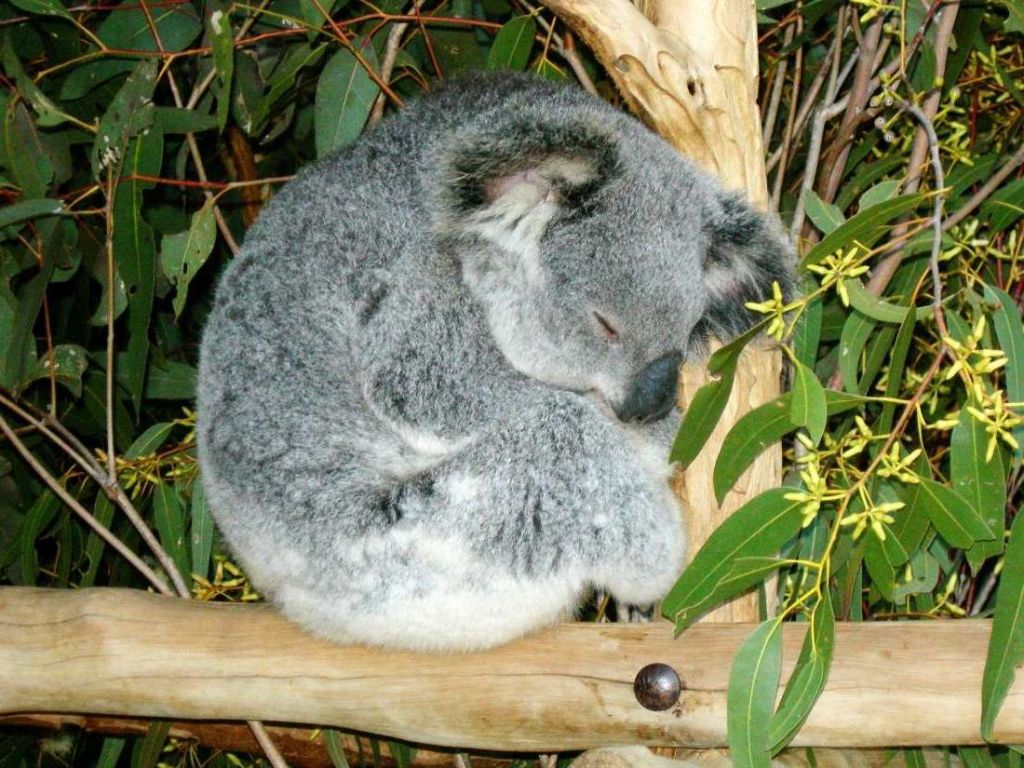 Неискушенному зрителю коала может показаться медвежонком, а эвкалипт – бамбуком.