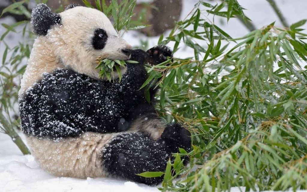 И в неволе, и в диких условиях панды отдают предпочтение бамбуку.