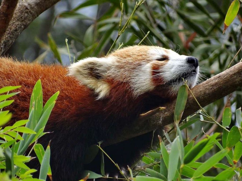 В бамбуковых зарослях, можно не только есть, но и спать.