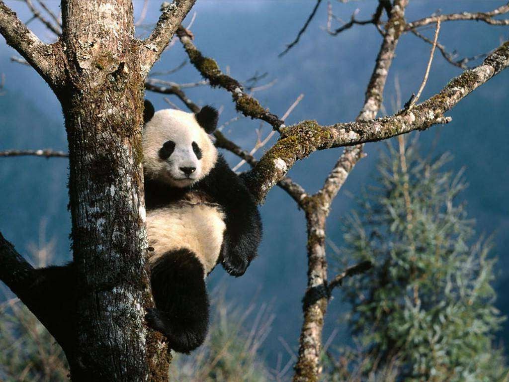 Только взрослые самцы больших панд делают стойку на голове.