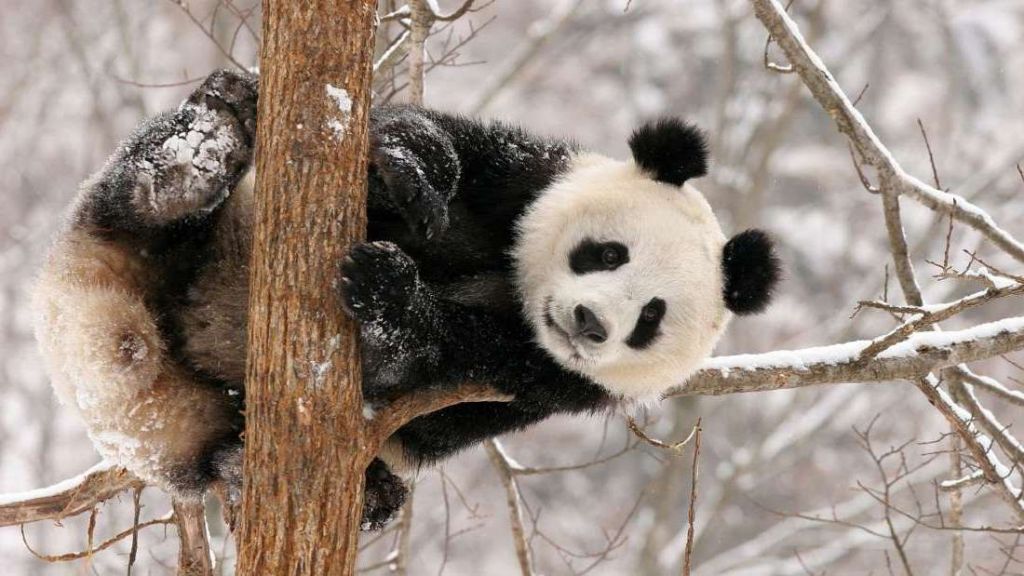Большие панды мастерски лазают по деревьям.