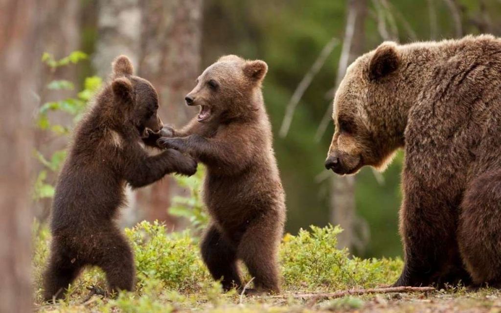 Как и медвежата, детеныши панд очень игривы, но стойку на голове не делают.