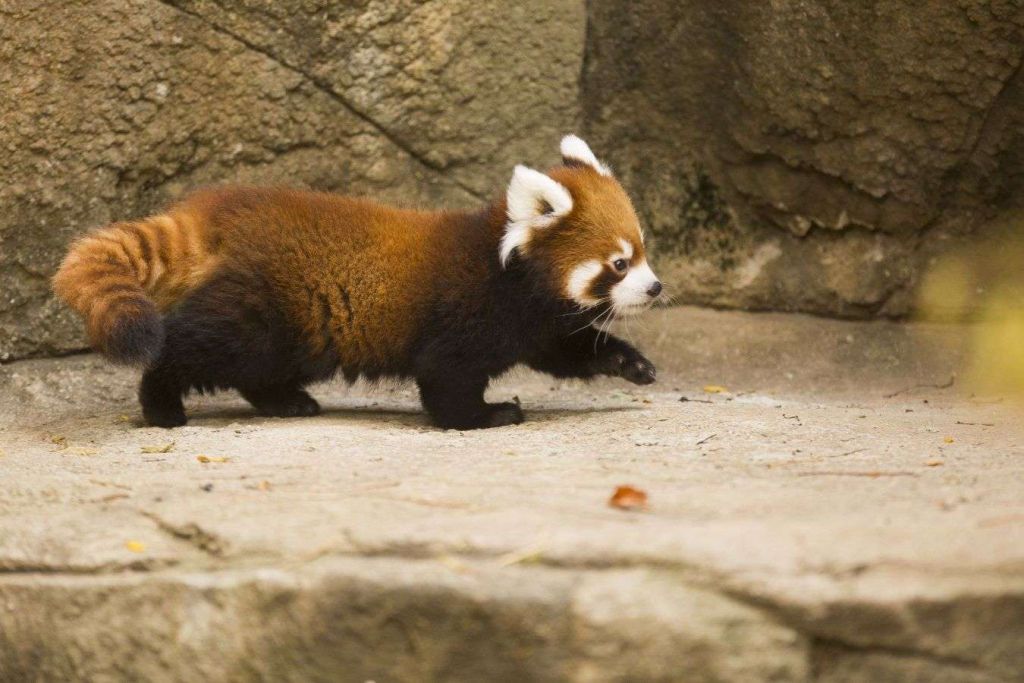 Несмотря на забавный вид, на детенышей возлагается важная роль в спасении малых панд.