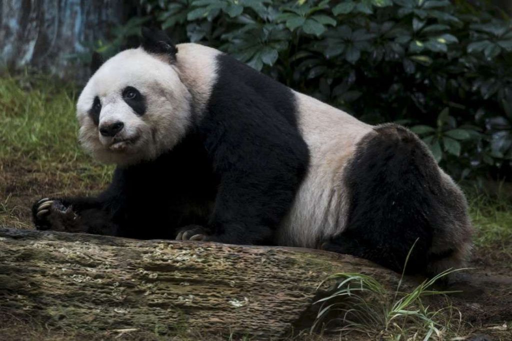 Вес самой старой панды обычно составлял 80 кг.
