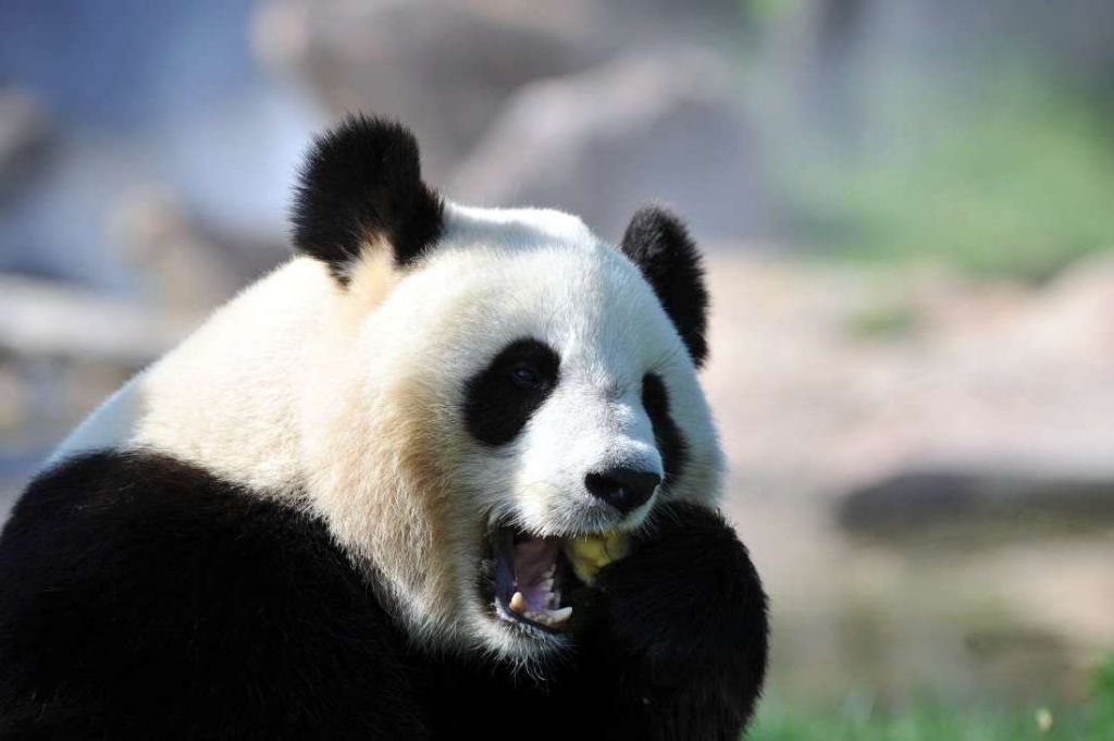 Даже самая большая панда весит не более 160 килограммов.