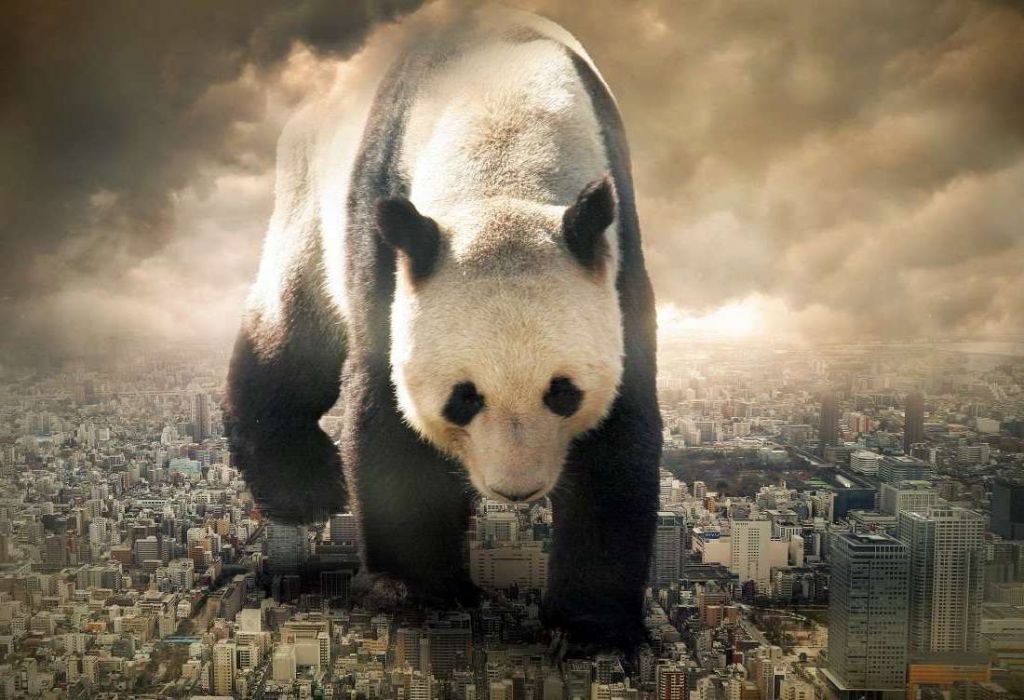 Хотя большую панду еще называют гигантской, на самом деле ее размеры не так уж и велики для медведя.