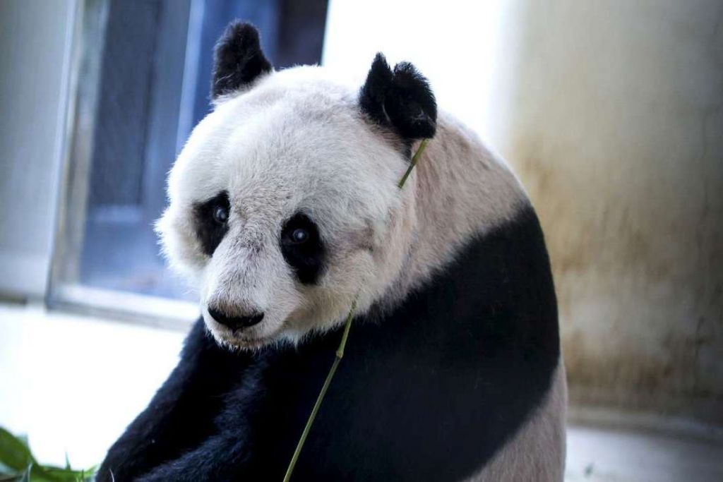 Самая старая панда в мире смогла прожить чуть больше 38 лет.