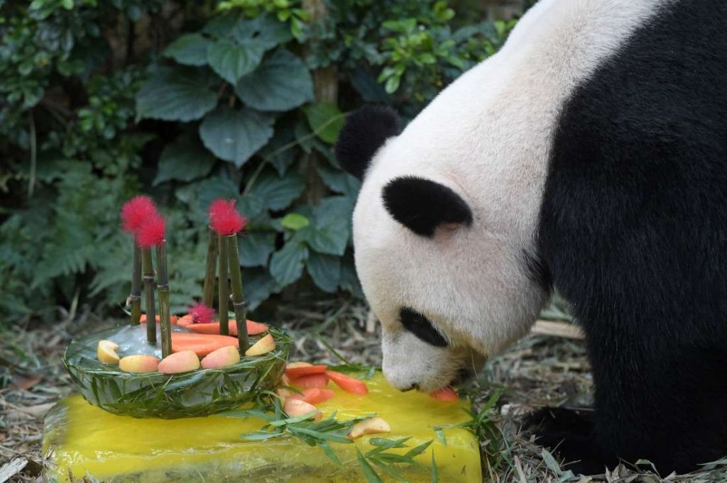 Цзя Цзя удалось установить новый рекорд долгожительства среди панд.