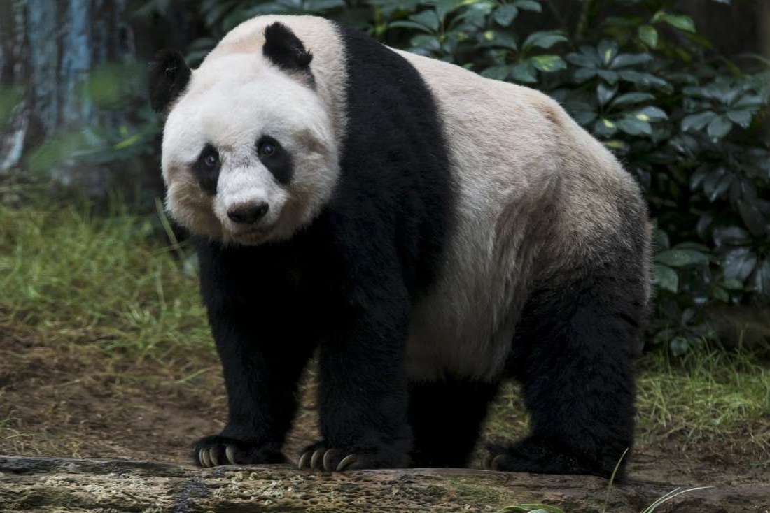 Цзя Цзя – самая долгоживущая большая панда в мире. 