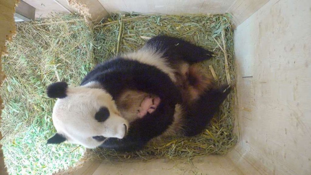 Оба малыша чувствуют себя хорошо и постепенно обрастают едва заметной черно-белой шубкой. Предполагается, что через четыре месяца малыши большой панды сделают свои первые шаги за пределы логова.
