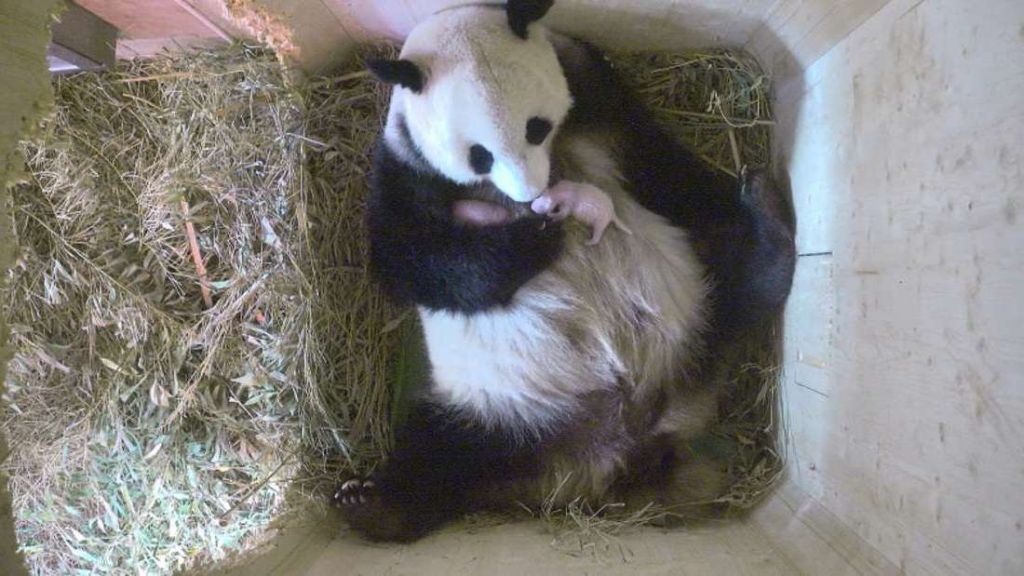 Большая панда родила двоих детенышей.