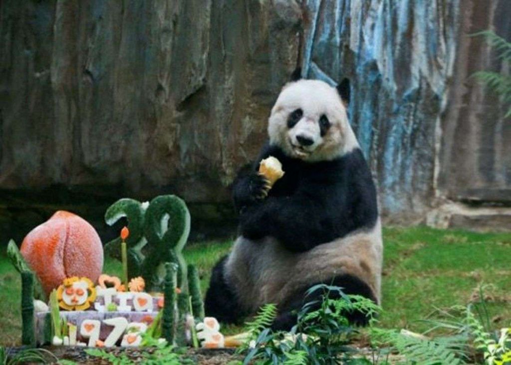 Самая старая панда в мире в свой последний День рождения.