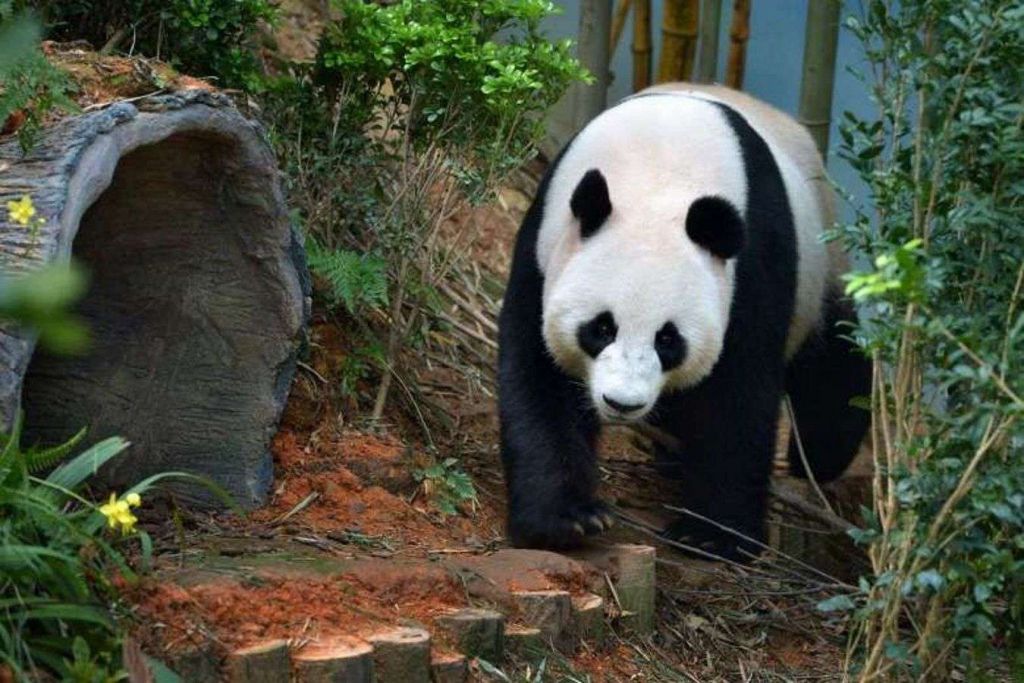 Вольер, в котором жила панда-рекордсменка был обустроен не только самым необходимым, но и всем, что могло сделать жизнь Цзя Цзя интереснее.
