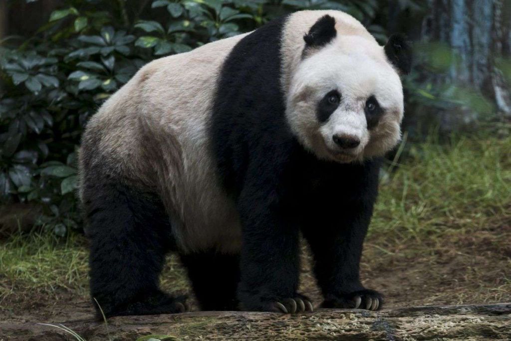 В Гонконге умерла самая старая большая панда по имени Цзя Цзя.