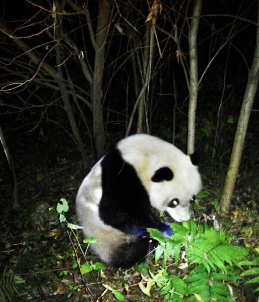 Среди бамбука и папоротников большая панда снова почувствовала себя в своей стихии.