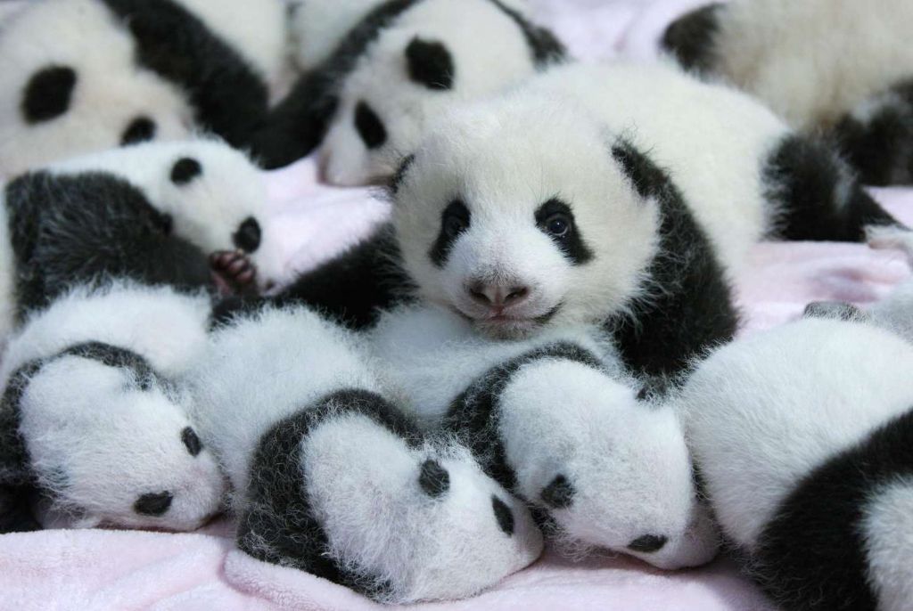 Объятия доставляют пандам удовольствие с первых дней жизни.