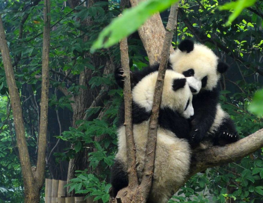 Детеныши больших панд готовы обниматься даже на деревьях.