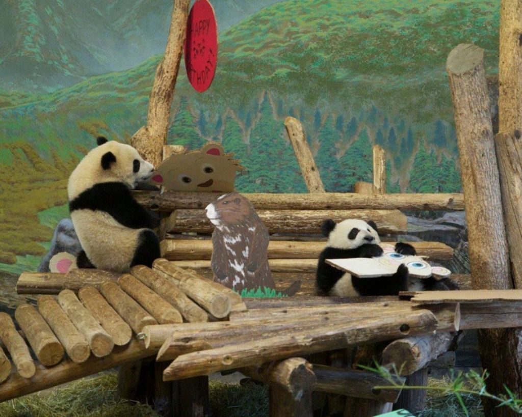 Малышам большой панды было интересно резвиться среди игрушек и специальных сооружений.