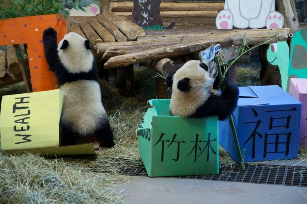Даже в праздник большая панда не может отказаться от бамбуковых побегов.