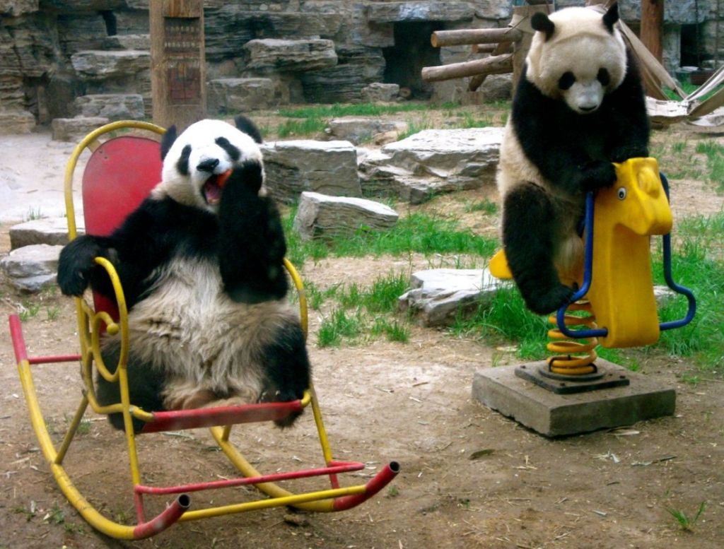 Как и все другие медведи, большие панды очень игривы, особенно в детстве.