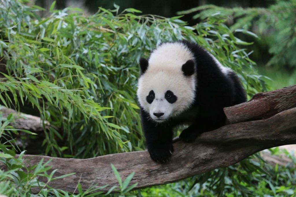В следующем году большую панду по имени Бао Бао из Смитсоновского зоопарка ждет переезд в Китай.