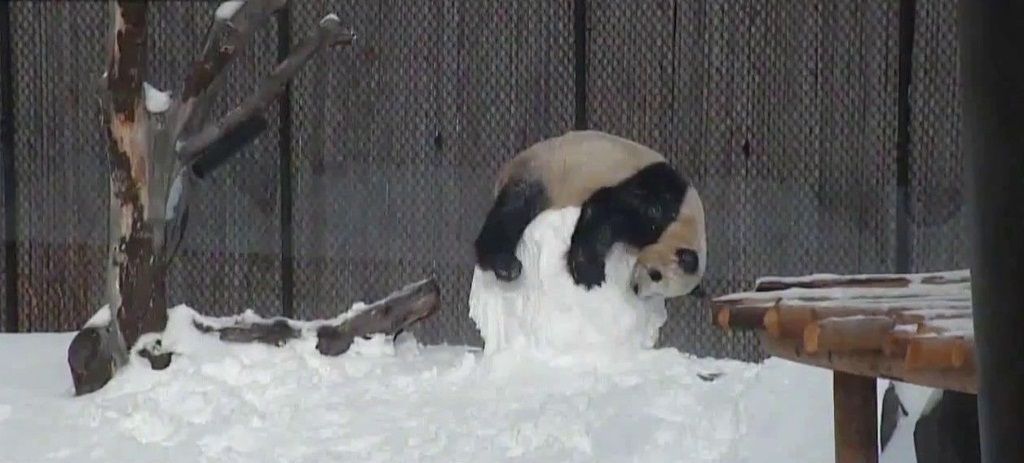 Даже когда снеговик остался без головы, Да Мао продолжил глумиться над его останками до тех пор пока не разметал их по снегу.