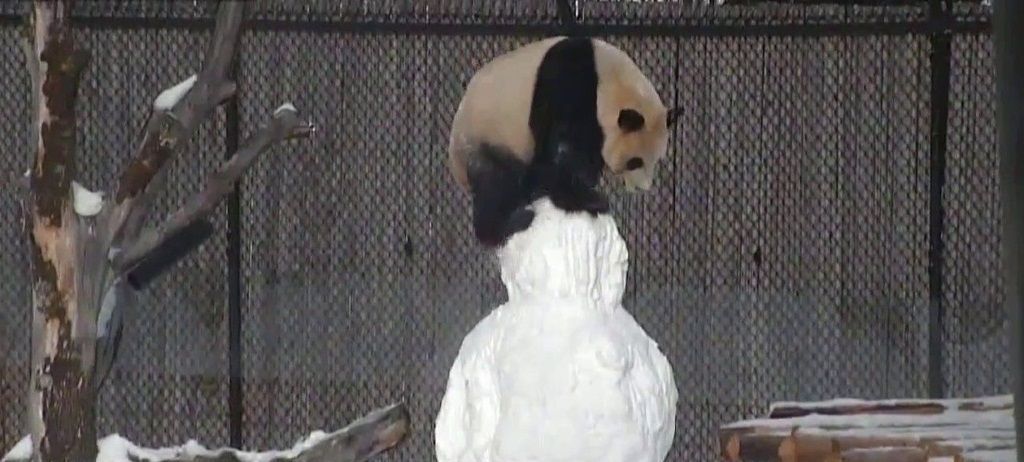 Чтобы продемонстрировать свое превосходство над снеговиком, Да Мао забрался к нему на голову.
