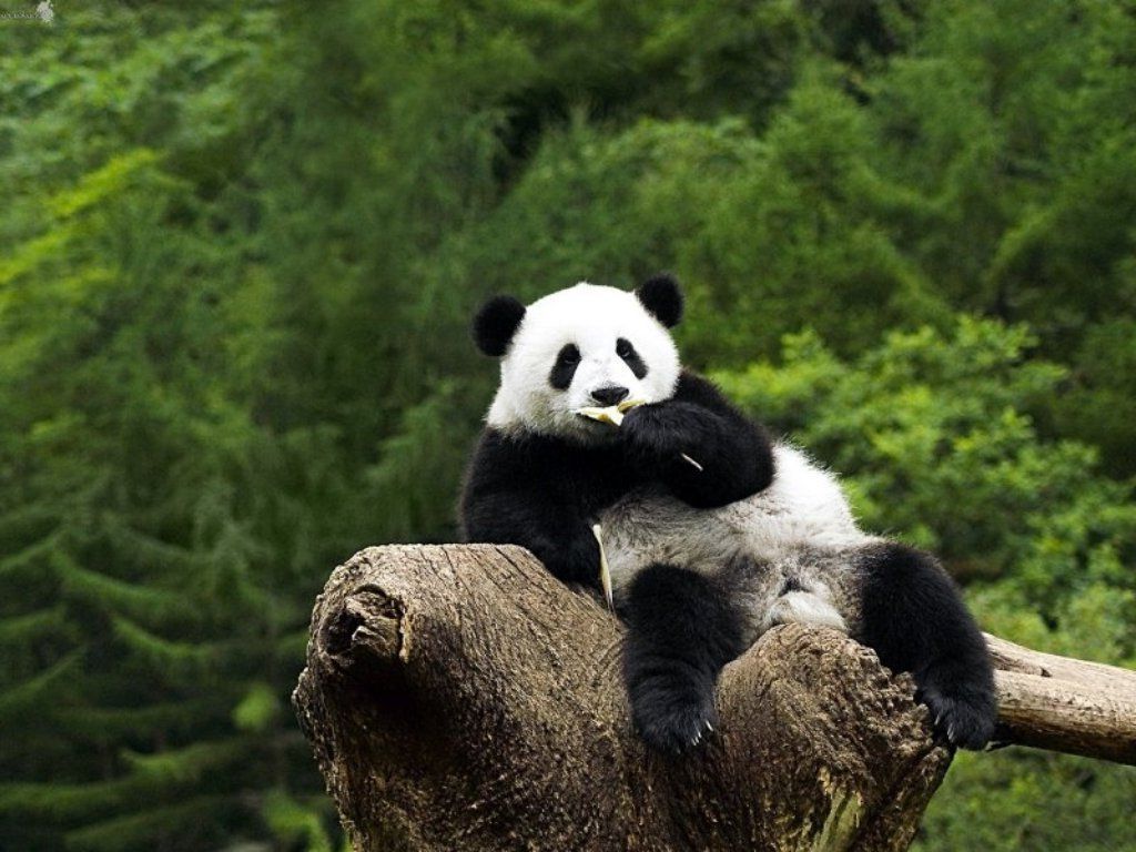 Большая панда – китайский эндемик.