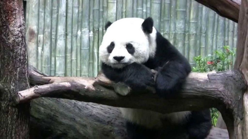 Поскольку большие панды очень скрытны и обитают в глухих местах, с ними проще повстречаться в зоопарке.