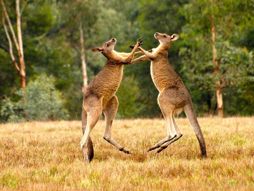 Изоляция Австралии стали причиной эндемичности сумчатых животных.