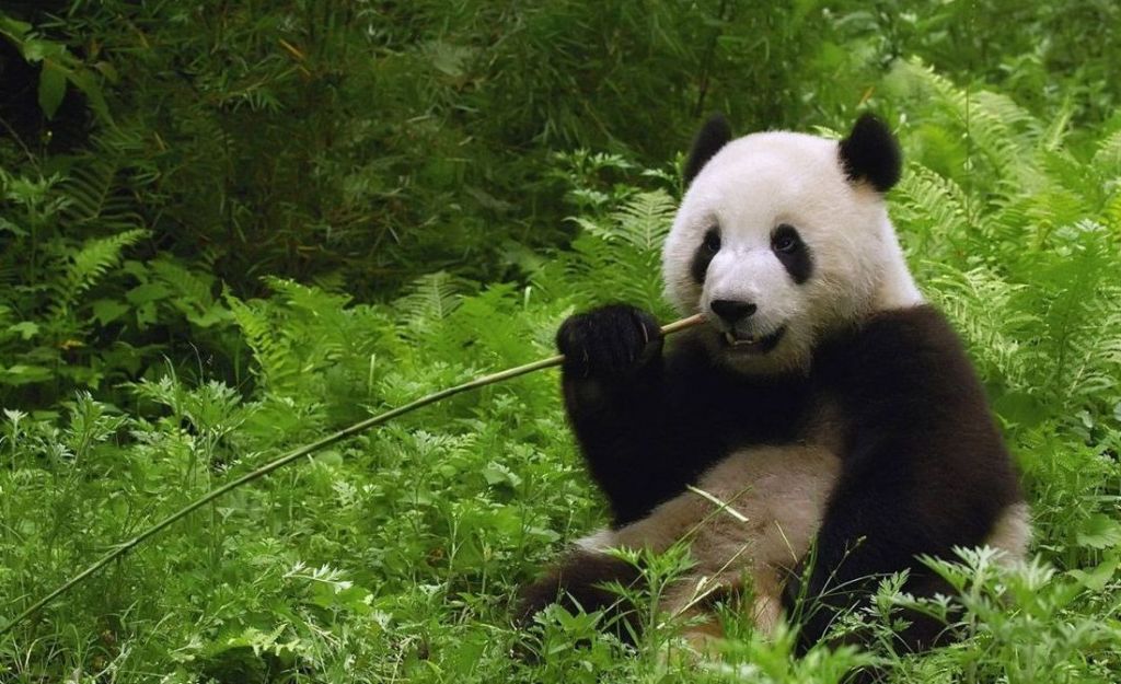 Эндемичность большой панды связана с тем, что она может обитать только в бамбуковых чащах.
