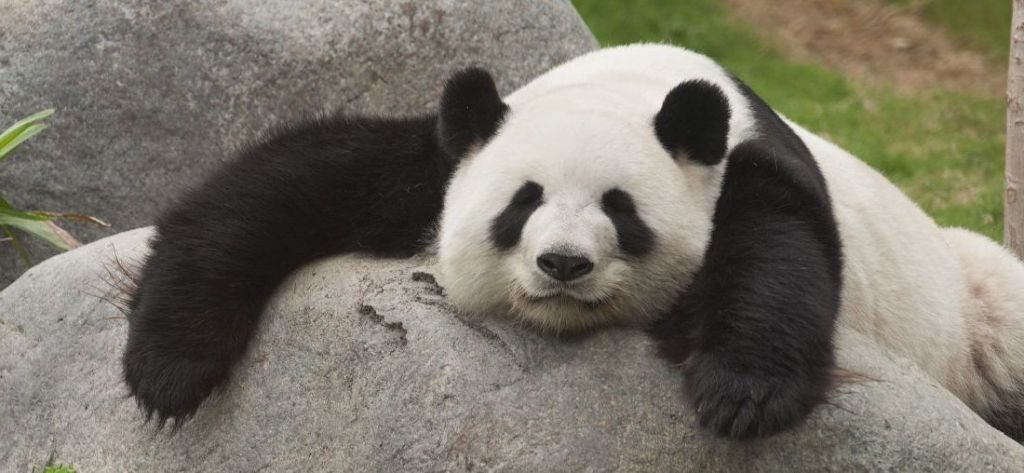 Теперь большая панда обитает исключительно в Китае.