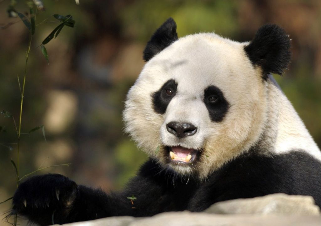 Детеныш большой панды по имени Мэй Сян, которого зовут Бэй Бэй скоро станет совсем независимым.