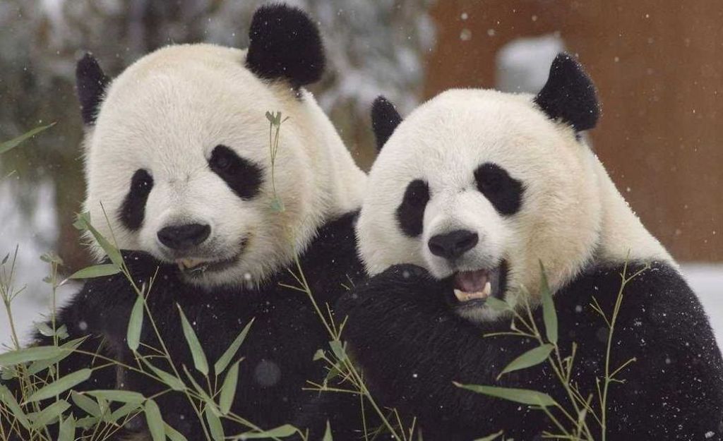 Смитсоновский национальный зоопарк прилагает большие усилия в деле сохранения больших панд.