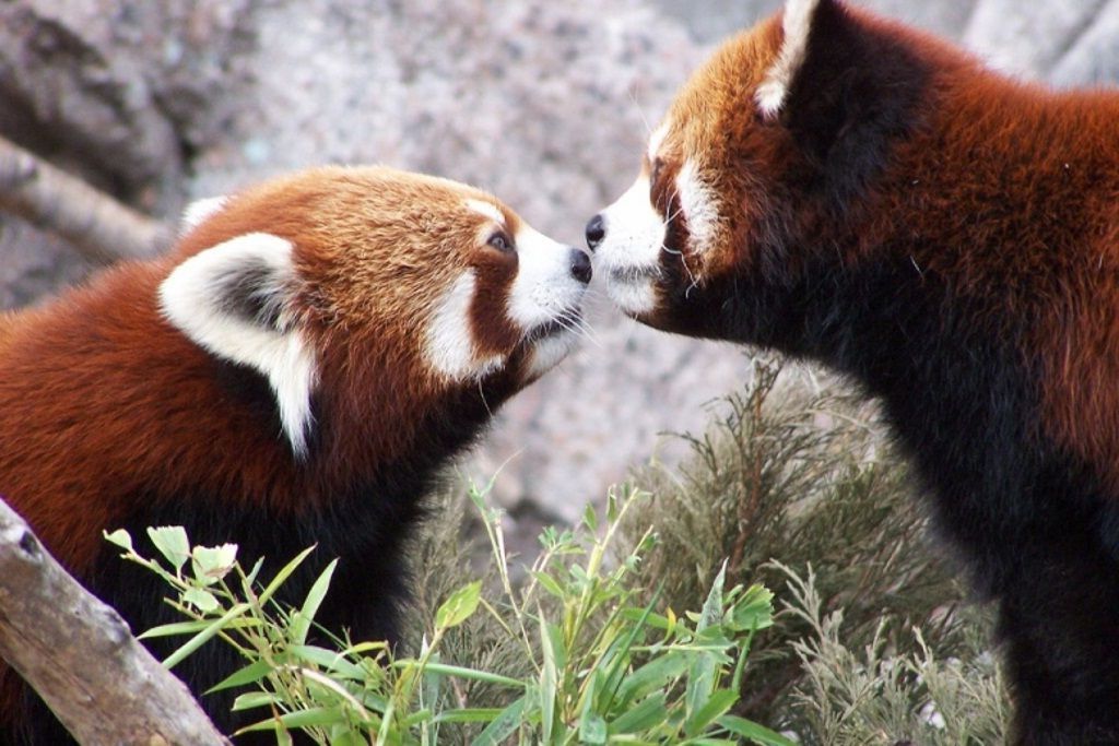 Малые панды имеют сходство не только с медведями, но и с енотами и куницами.