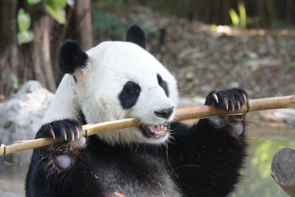 Чтобы большие панды не попадали в капканы, китайское правительство почти полностью запретило охоту в местах обитания панд.