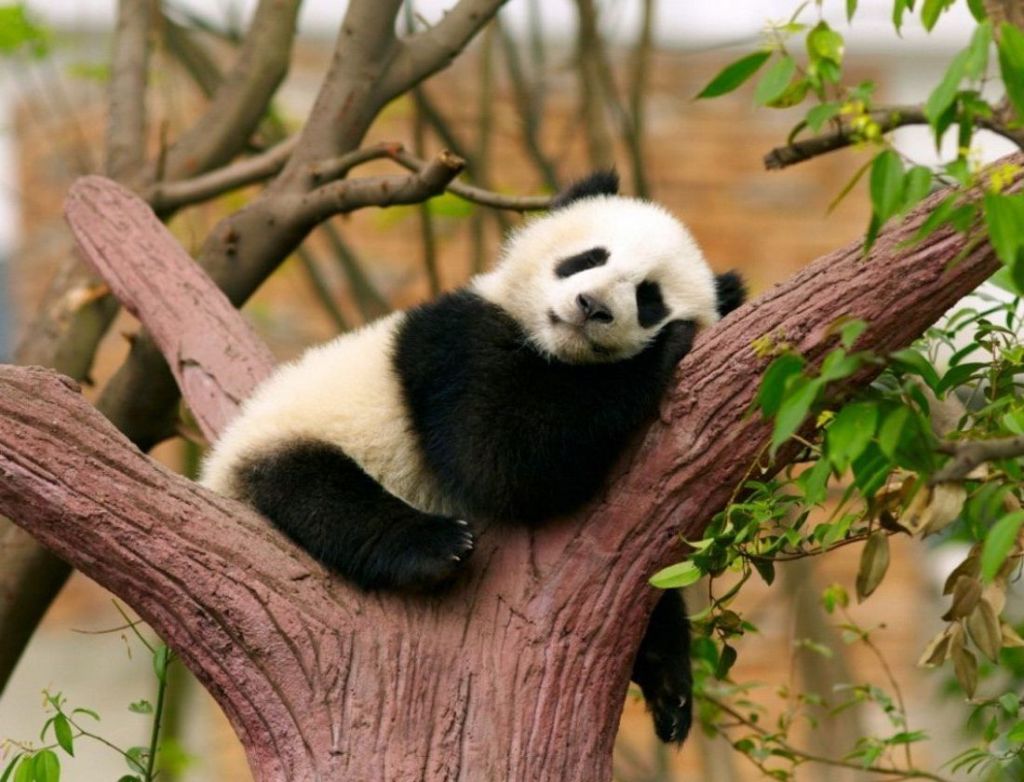 Если площадь бамбуковых лесов сократится, большие панды могут исчезнуть с лица земли.