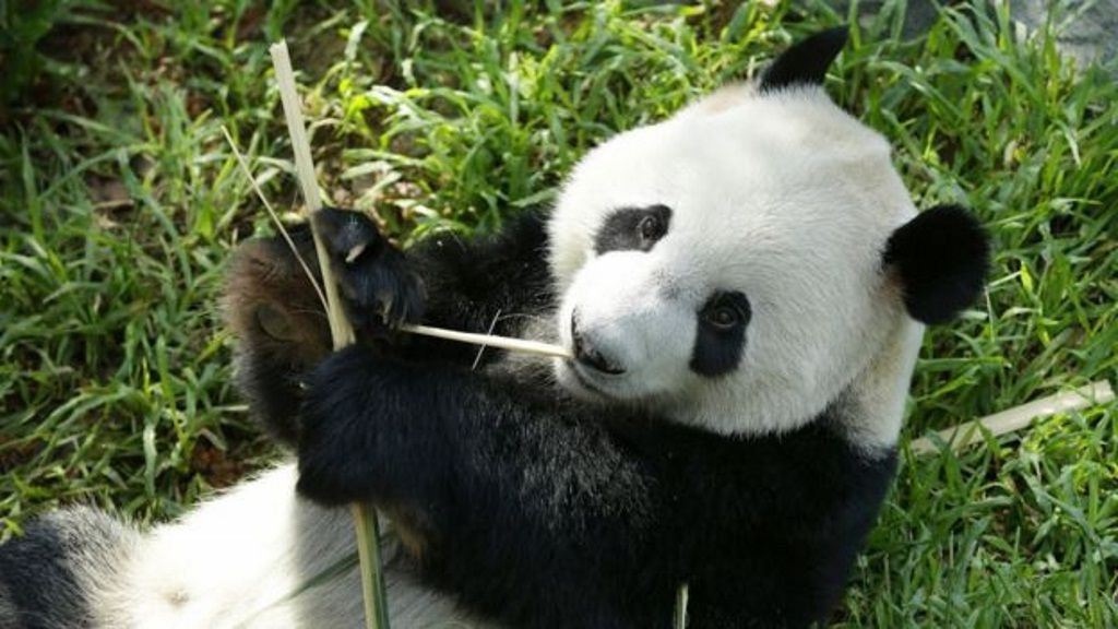 Чтобы обеспечить свои потребности в энергии большим пандам требуется до 38 кг бамбука в день. 