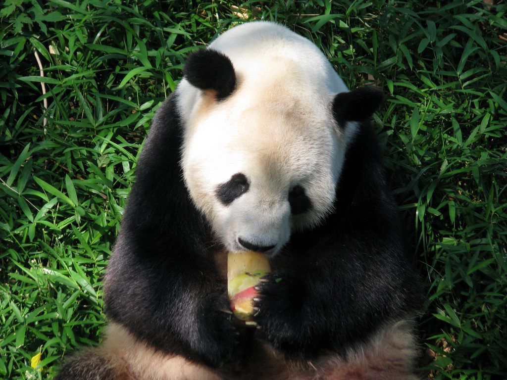 На «черном рынке» за шкуру большой панды могут выложить до полумиллиона долларов.
