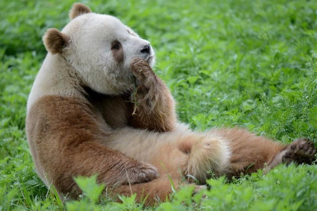 Большие панды имеют весьма своеобразную систему размножения и к тому же очень ленивы. Поэтому даже в благоприятных условиях их численность увеличивается медленно.