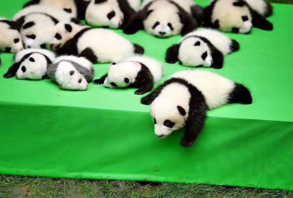Сокращению популяции больших панд долгое время способствовало браконьерство.
