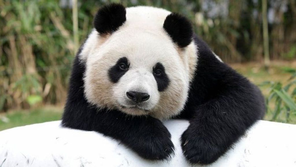 Китай спас большую панду – глобальный символ дикой природы, который еще недавно был вымирающим.