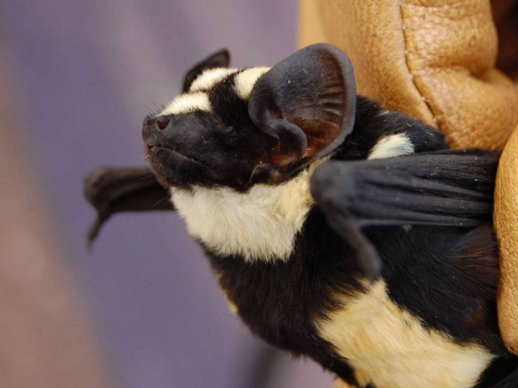 Вначале летучую панду отнесли к другому виду летучих мышей.