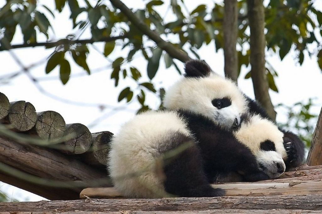 Причиной вымирания больших панд стало браконьерство и сокращение площади бамбуковых лесов.
