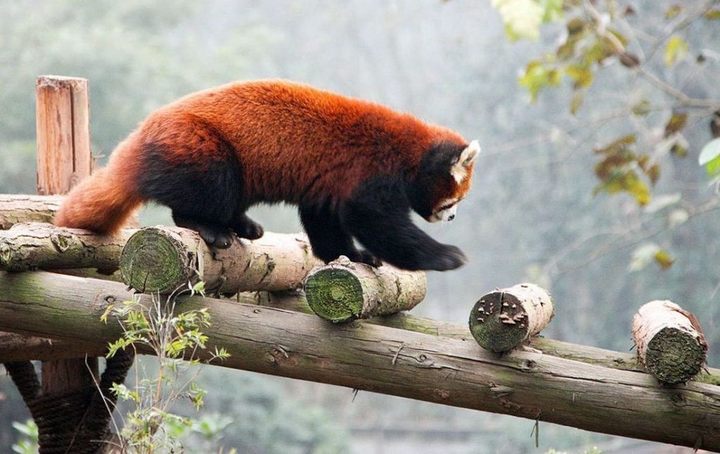 Большие панды – не единственные животные, которых можно увидеть в Заповеднике в Чэнду.
